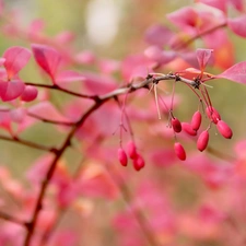 Red, blueberries, autumn, Leaf