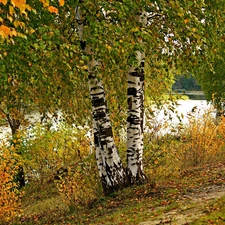 River, Leaf, autumn, birch