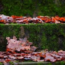 Stairs, Moss, autumn, Leaf