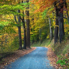 autumn, forest, Way