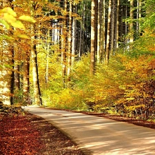 autumn, forest, Way