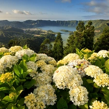 Azores, Portugal, Mountains, lake, hydrangeas