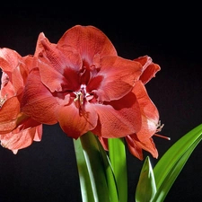 amaryllis, Black, background, Red