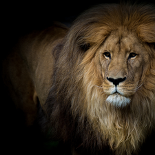 mane, Lion, Black, background, The look, Head