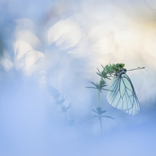 butterfly, plant, blurry background, Black-veined White