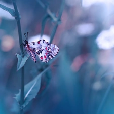 butterfly, fuzzy, background, stalk