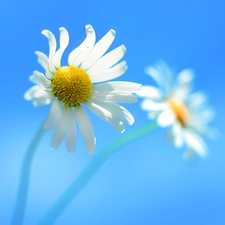 chamomile, Blue, background, Flowers