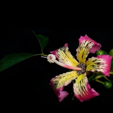 Flowers, Black, background, hibiskus