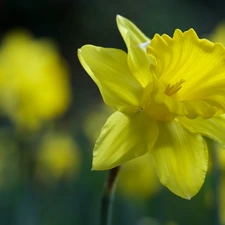 Yellow, jonquil, blurry background, Colourfull Flowers