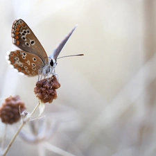 plant, butterfly, fuzzy, background, Macro, Dusky Icarus