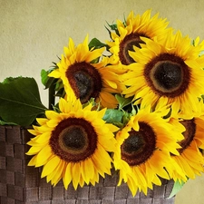 basket, Brown, background, Nice sunflowers