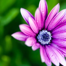 Pink, green ones, background, daisy