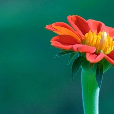 Red, green ones, background, Flower