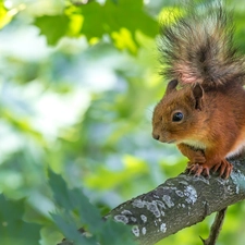 squirrel, fuzzy, background, branch