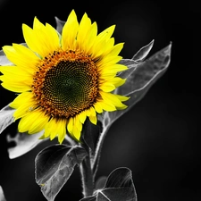 Sunflower, engaging, background, Black