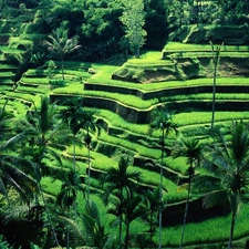 Bali, Terraces, cultivated