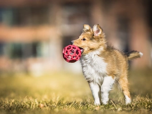 the ball, grass, Puppy, shetland Sheepdog, dog