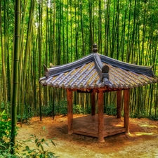 bamboo, arbour, forest