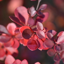 barberry, Red, Leaf