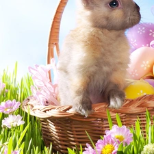 Easter, Rabbit, basket, eggs