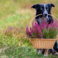 dog, basket, heathers, Border Collie