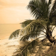 Beaches, Palm, sun, sea, west