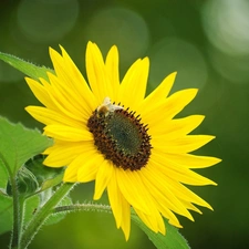 Sunflower, bee