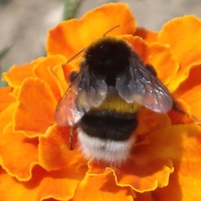 Tagetes, bee