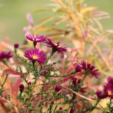 Aster, claret, Flowers, Beetle