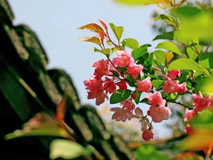 begonia, twig, Pink