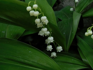 bells, lilies, White