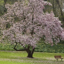 forest, flourishing, Bench, Spring, Flowers, trees