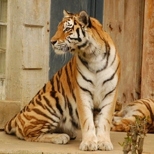 bengal, gazing, tiger