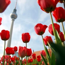 Tulips, Television, Berlin, tower