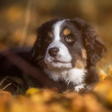 Puppy, Bernese Mountain Dog