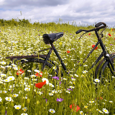 Bike, Meadow, Flowers