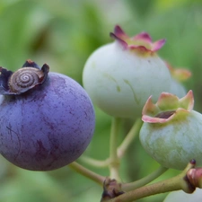 bilberry