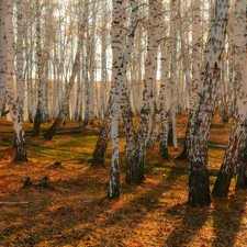 forest, litter, autumn, birch