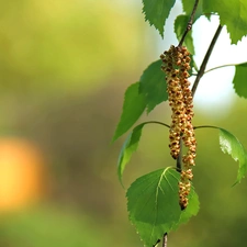 leaves, young, birch-tree