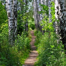 birch, forest, Path