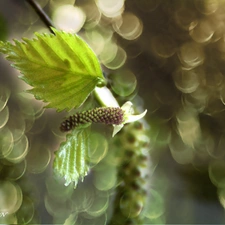 birch, leaf, young