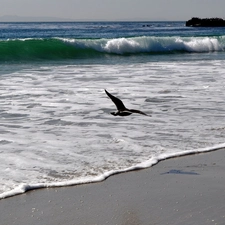 Bird, sea, Waves