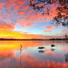 lake, sun, birds, west