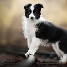 dog, White and Black, Border Collie, Puppy