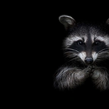 Black, background, Head, feet, raccoon