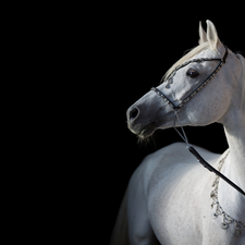Black, background, Horse, bridle, White