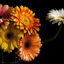 color, gerberas, black background, Flowers