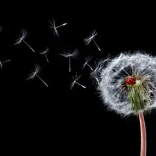 Black, background, Common Dandelion, ladybird, dandelion