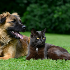 dog, cat, grass, Black