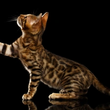 Bengal Cat, pud, black background, The raised